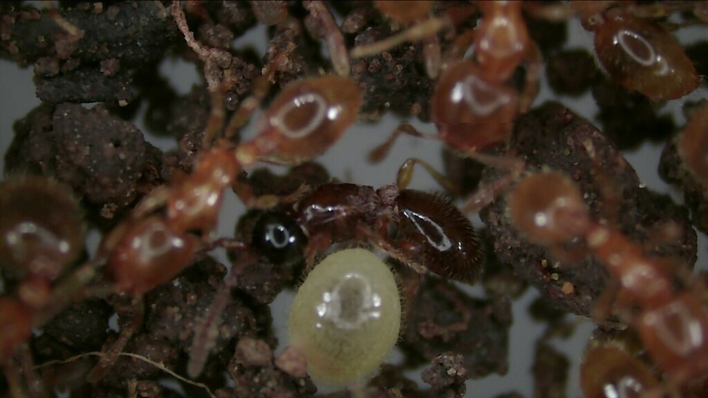 Lepidopria