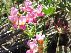 Acmispon grandiflorus grandiflorus