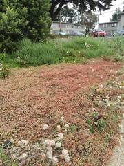 Chorizanthe cuspidata