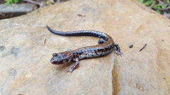 Plethodon ouachitae