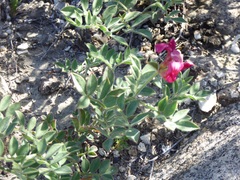 Acmispon grandiflorus grandiflorus