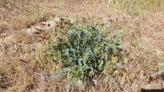 Astragalus douglasii parishii