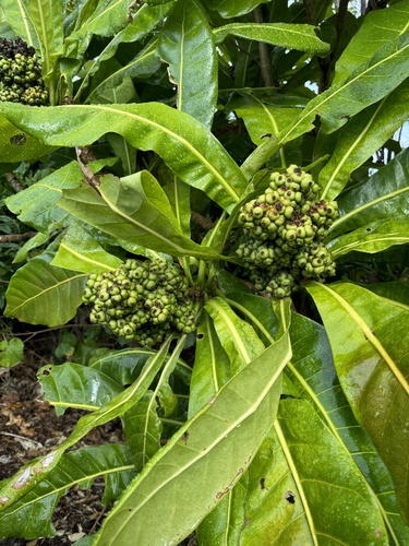 Meryta angustifolia observed 2024-03-25