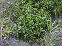 Gymnocoronis spilanthoides