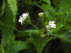 Gymnocoronis spilanthoides