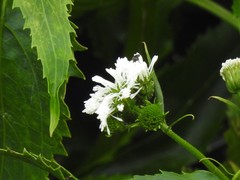 Gymnocoronis spilanthoides