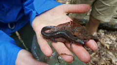 Desmognathus brimleyorum