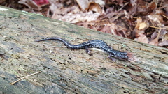 Plethodon fourchensis