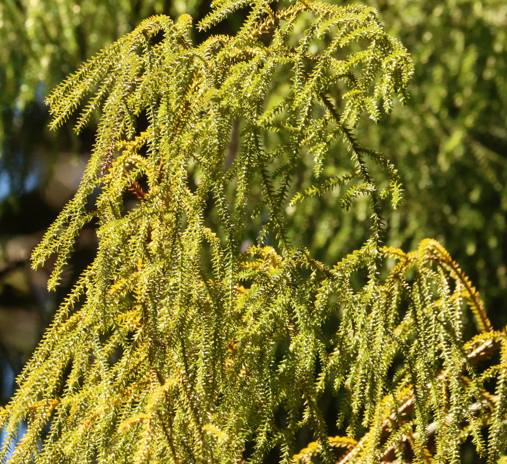 rimu from Ulva Island, Southland, New Zealand on February 14, 2024 at ...