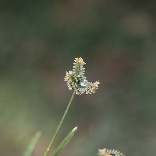 Eleusine tristachya iNat (1)