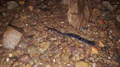 Plethodon fourchensis