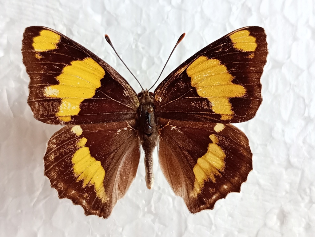 Euapatura mirza