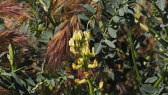 Astragalus douglasii parishii