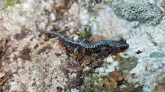 Plethodon caddoensis