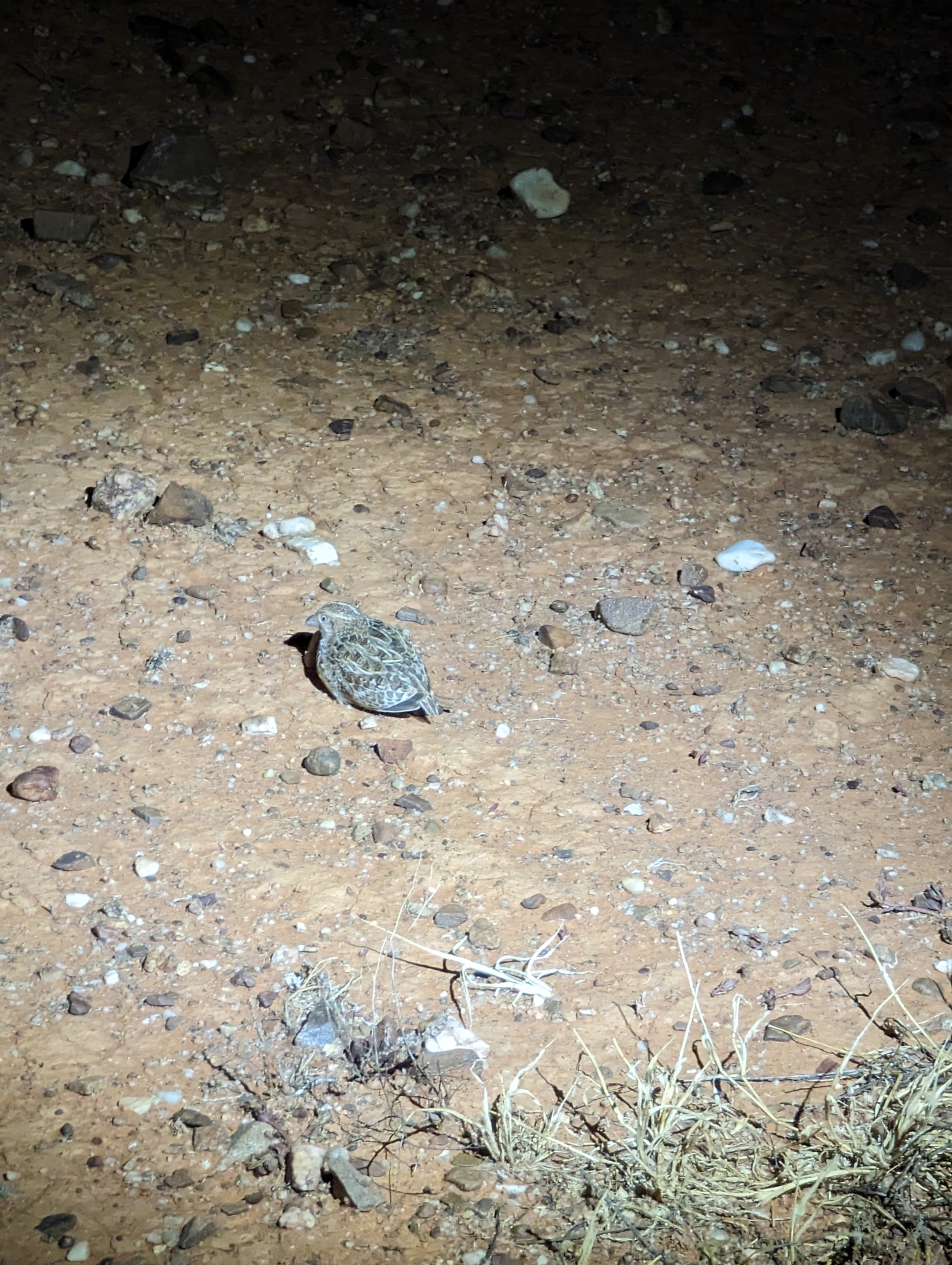 Little Buttonquail illustration
