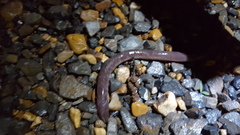 Amphiuma tridactylum