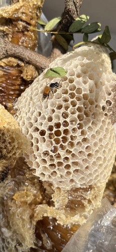 Red Dwarf Honey Bee