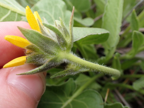 Image of Balsamorhiza careyana by (c) elik03, some rights reserved (CC BY)