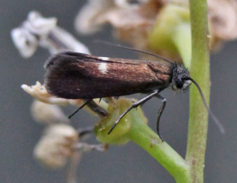 Cauchas excavata