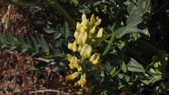 Astragalus douglasii parishii