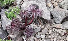 Delphinium glareosum