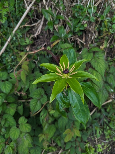 Image of Paris polyphylla by (c) Tzu-Neng Yuan, some rights reserved (CC BY)