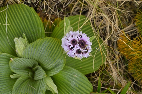 Image of Pleurophyllum speciosum by (c) Christopher Stephens, some rights reserved (CC BY-SA)