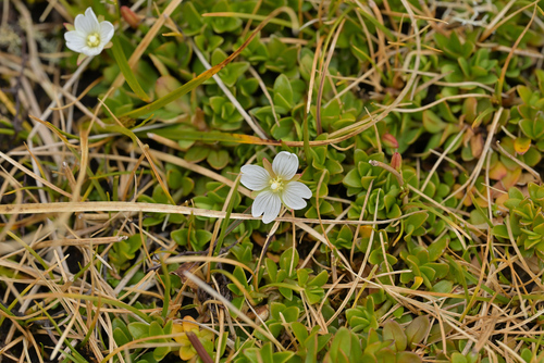Epilobium confertifolium (Epilobium confertifolium)