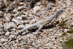 Callisaurus draconoides rhodostictus