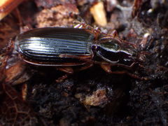 Cymindis limbata