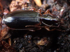 Cymindis limbata
