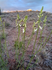 Astragalus lonchocarpus