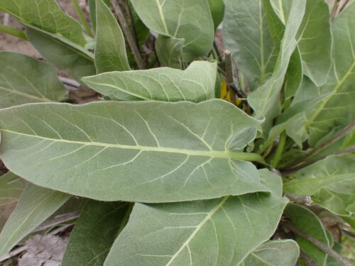Image of Balsamorhiza careyana by (c) elik03, some rights reserved (CC BY)