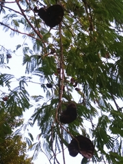 Enterolobium cyclocarpum