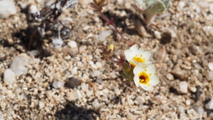 Leptosiphon lemmonii