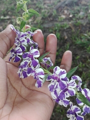 Angelonia angustifolia