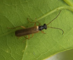 Rhagonycha lignosa