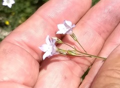 Saltugilia australis