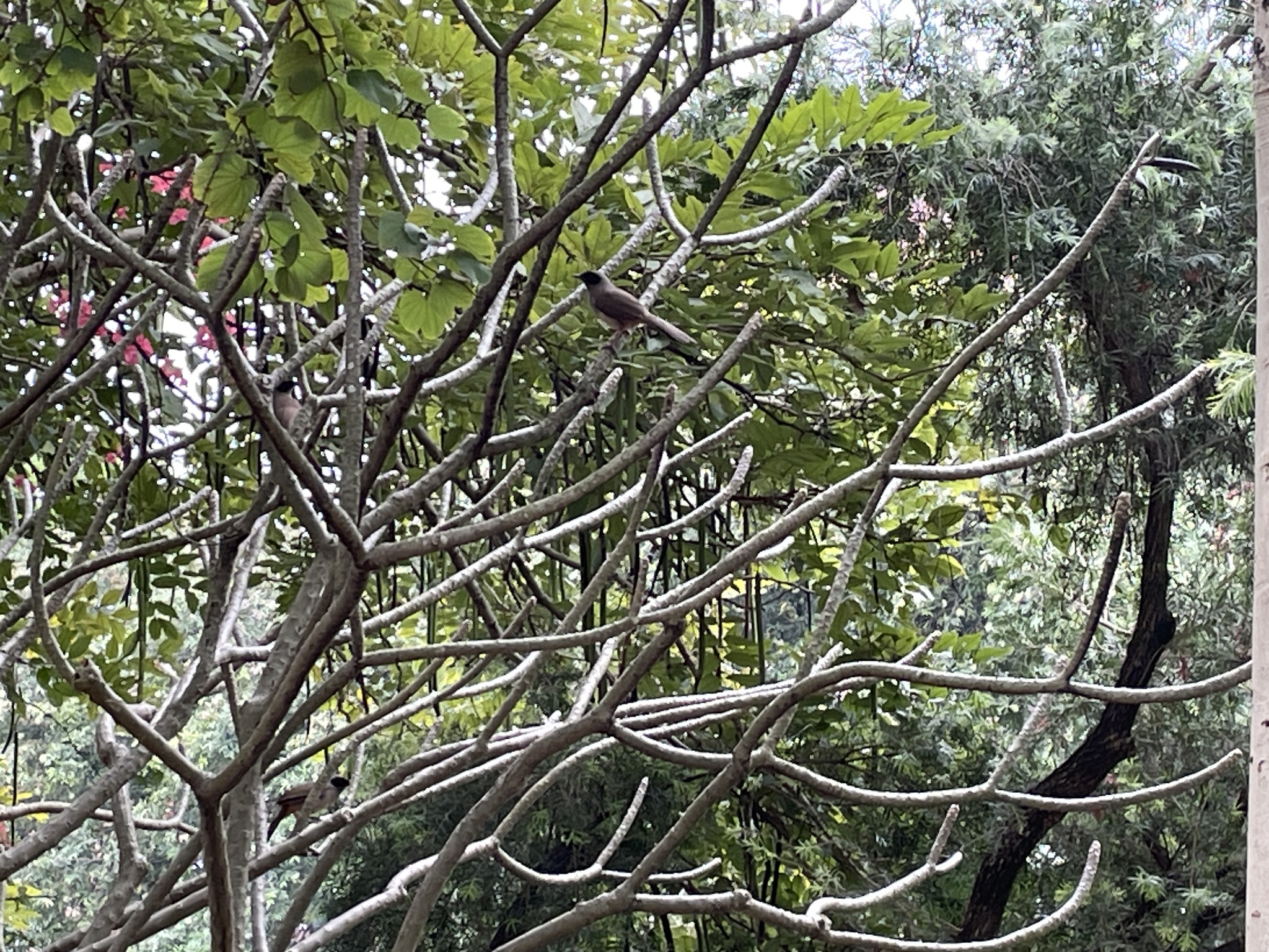 Masked Laughingthrush