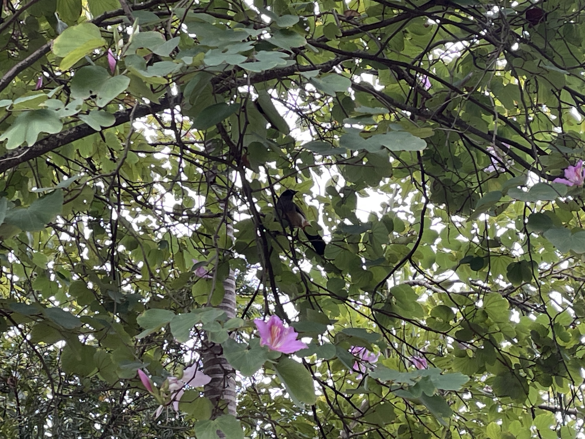 Masked Laughingthrush
