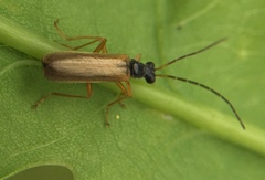 Rhagonycha lignosa