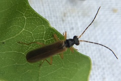 Rhagonycha lignosa