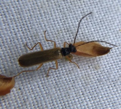 Rhagonycha lignosa