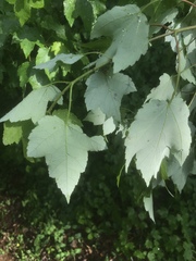 Acer rubrum rubrum