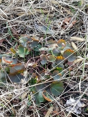 Heuchera richardsonii