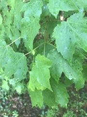 Acer rubrum rubrum
