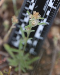 Gamochaeta stagnalis