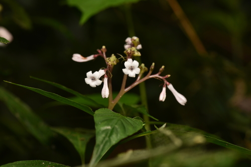 Image of Ophiorrhiza japonica by (c) Yung-Lun Lin, some rights reserved (CC BY)