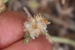 Gamochaeta stagnalis