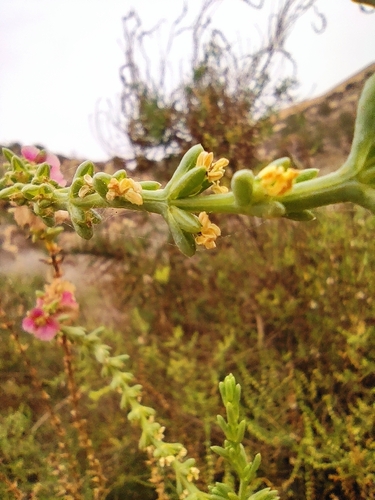 Image of Salsola oppositifolia by (c) Daniel Heras González, some rights reserved (CC BY)